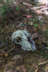 Sheep skull sitting on the grass