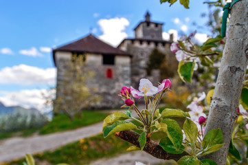 Melo in fiore con castello