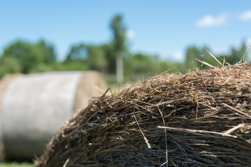 Hay bales (or haybales) chaff in stubble field under fluffy blue sky