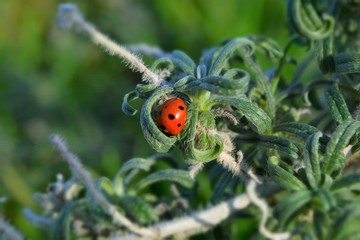Mediterranean nature in the summer