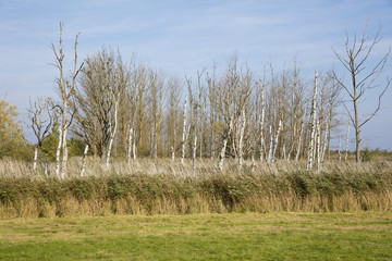 Sundische Wiese, Nationalpark Vorpommersche Bodenlandschaft, Ostzingst, Zingst, Fischland-Darß-Zingst, Mecklenburg-Vorpommern, Deutschland, Europa