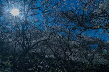 Obraz premium Sunny with plum