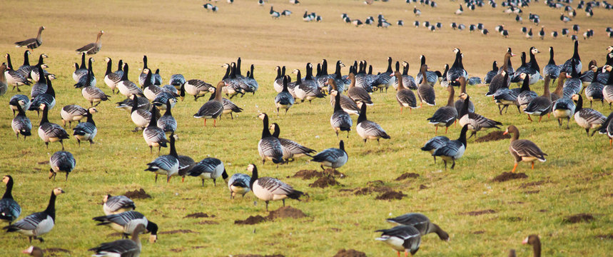 gansos descansando en el pasto