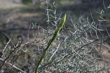 collection of asparagus in the forest