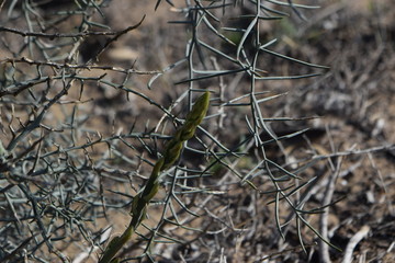 collection of asparagus in the forest