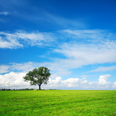 Gr&uuml;nes Feld, solit&auml;rer Baum, blauer Himmel mit Wolken