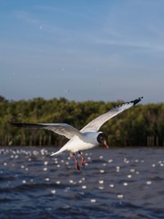 Seagulls in mangrove forest reserve bangpoo Thailand