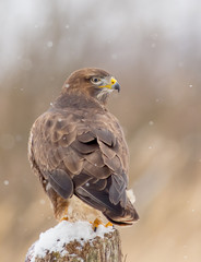 Common Buzzard - Buteo buteo