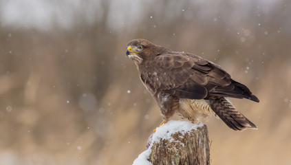 Common Buzzard - Buteo buteo