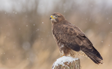 Common Buzzard - Buteo buteo