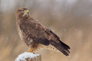 Common Buzzard - Buteo buteo