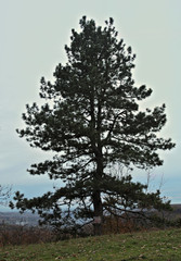 Big conifer tree at top of the hill