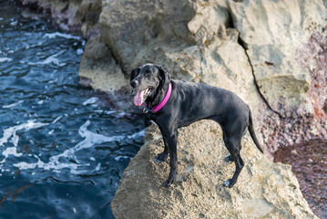 Fotografía de un perro negro en un camino de piedras en el mar. 