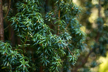 Tree of Taxus baccata in spring