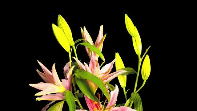 Lilies bloom and fade, time-lapse with alpha channel