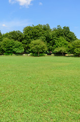 公園の芝生