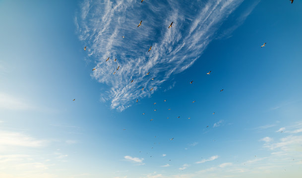 Flock of seagulls flying in the blue sea at sunset