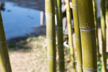 Bamboo stalk closeup with pool in background. Shallow focus.