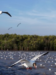 Seagulls in mangrove forest reserve bangpoo Thailand