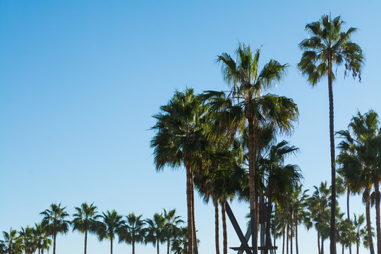 Palm trees in Los Angeles