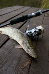 Freshwater pike and fishing equipment lies on wooden background..