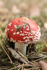 Muchomor © Perovskia