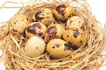 Quail eggs on a white background