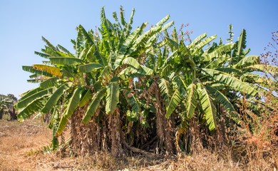 Fototapeta premium Banana tree