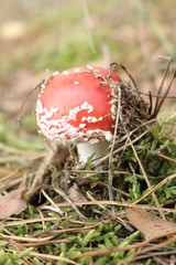 Muchomor © Perovskia