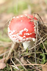 Muchomor © Perovskia