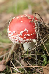 Muchomor © Perovskia