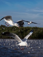 Seagulls in mangrove forest reserve bangpoo Thailand