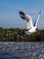 Seagulls in mangrove forest reserve bangpoo Thailand