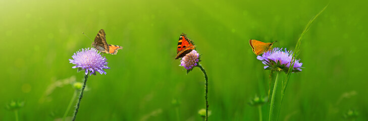 Macro shot on three butterflies and flowers.