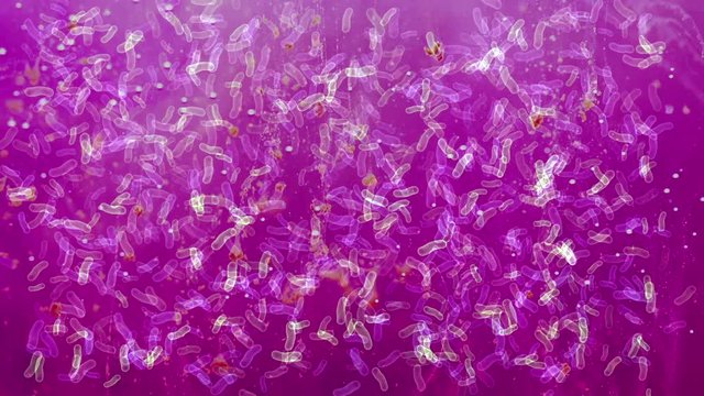 Bacteria under microscope
