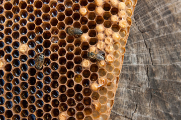 Close up view of the working bee on the honeycomb with sweet honey..