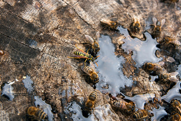Bees and wasp swarming on honey drops on vintage wooden background..