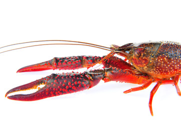 Lobster on a white background