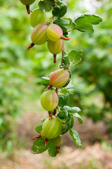 Branch of gooseberry with green berries and leaves in the garden..