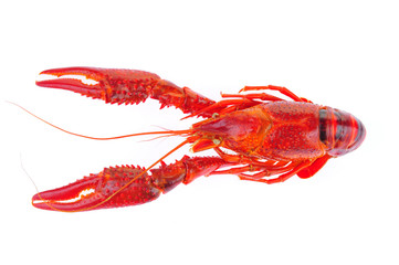 Lobster on a white background