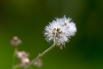 A dandelion flower with dew at morning. Selective focus.