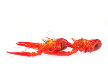 Lobster on a white background