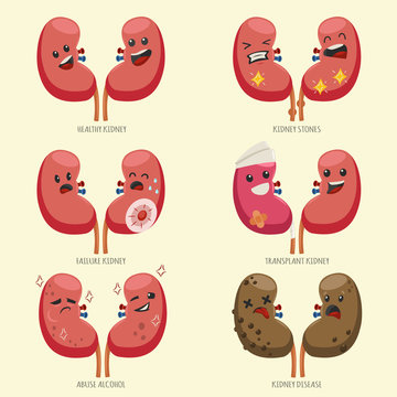 Cute kidney vector cartoon character set. Medical illustration with healthy, disease and transported internal organs of human isolated on a white background.