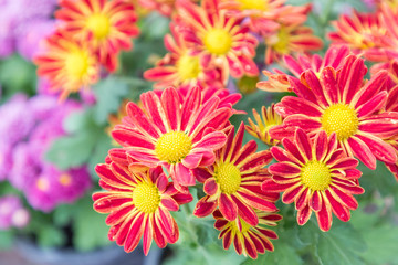 Flower and green leaf background in flower garden at sunny summer or spring day. flower for postcard beauty decoration and agriculture concept design. Red flower.