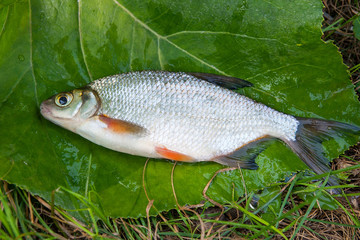 Close up view of the single white bream or silver fish on the natural background. .