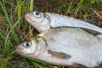 Freshwater common bream and white bream or silver bream fish on natural background..