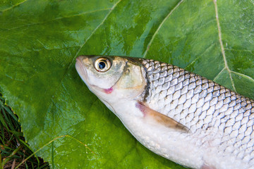View of the European chub fish on the natural background. .