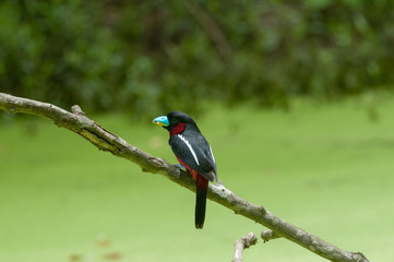 Black-and-red Broadbill
