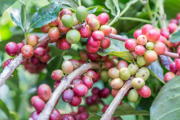 Coffee beans on the branch in coffee plantation farm on Northern mountain Thailand.