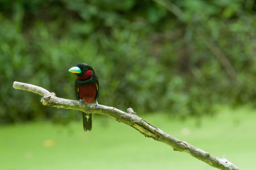 Black-and-red Broadbill